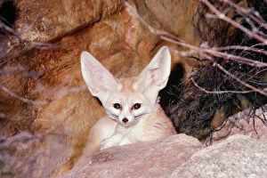 Images Dated 1st September 2005: Fennec Fox