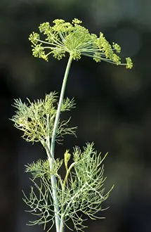 Foeniculum Vulgare Prints: Fennel seed