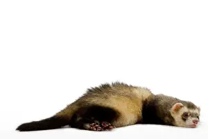 Studio Animal Photography Prints: Ferret - lying down in studio