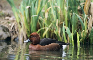 Ferruginous / Ferruginous pochard / white-eyed pochard Duck Ferruginous / Ferruginous pochard / white-eyed pochard Duck