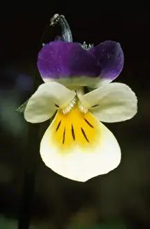 Nature Wall Art Prints: Field Pansy
