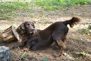 Gundog Dogs Prints: Field Spaniel
