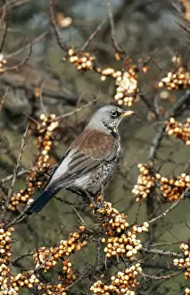 Chris Knights Photography Prints: Fieldfare