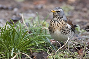 Fieldfare - adult perching on ground Fieldfare - adult perching on ground