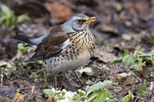 Fieldfare - single adult perching on ground Fieldfare - single adult perching on ground