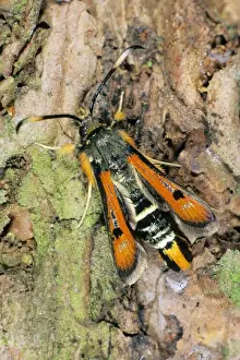 German Wildlife And Nature Images Prints: Fiery Clearwing - resting on tree bark, Lower Saxony, Germany