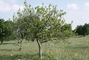 Ficus Carica Plant Prints: Fig Tree - in orchard
