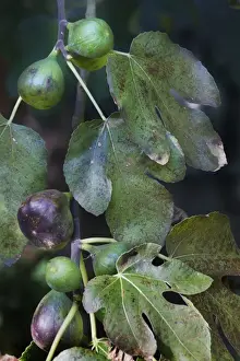 Close Up Leaves Prints: Fig-tree - white fruit