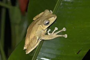 Geoff Trinder Photography Prints: File-eared Tree Frog Borneo