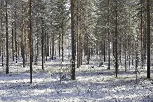 European Woodland Prints: Finland - pine forest