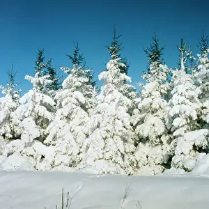 Winter Landscape Photography Prints: Fir Trees In snow
