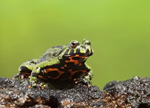Wildlife Amphibians Prints: Fire Bellied Toad - showing red underside 15326