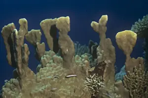 Fire Coral Print - Millepora spp