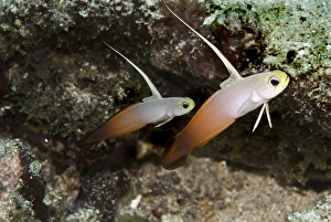 Fire Dartfish - seen living in pairs these fish make a home in the sand where they dive into if danger threatens Fire Dartfish - seen living in pairs these fish make a home in the sand where they dive into if danger threatens