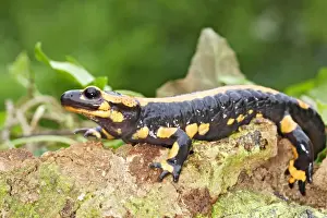 France Wildlife Photos Prints: Fire Salamander