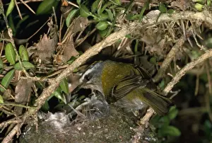 Firecrest Bird Prints: Firecrest - at nest