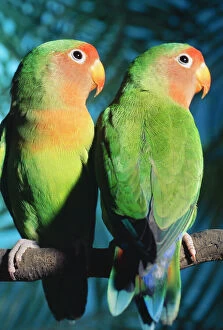 Images Dated 1st September 2005: Fischer's Lovebirds Distribution: Northern Tanzania, Africa