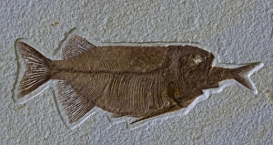 Fish Fossil - Phareodus Aspiration - Phareodus eating Knightia Fish Fossil - Phareodus Aspiration - Phareodus eating Knightia