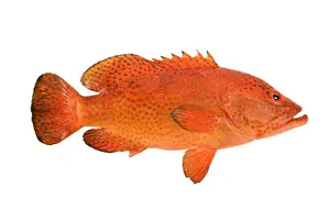 White Background Fish Images Prints: Fish - Grouper in studio