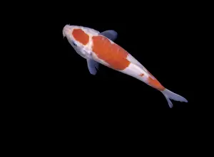 Koi Carp Print