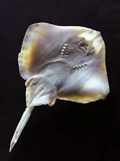 Marine Life Photography Prints: Fish - ray - underside