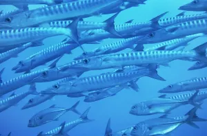 Marine Fish Prints: Barracuda