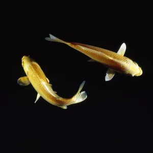 Cyprinus Carpio Prints: Koi Carp