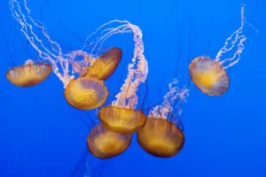 Cnidarian Images Prints: Sea Nettle - Range
