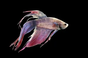 Thai Fish Species Prints: Siamese Fighting Fish