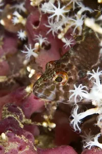 Tropical Fish Indonesia Prints: Threadfin Hawkfish - Indonesia