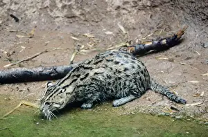 Endangered Species Prints: Fishing Cat