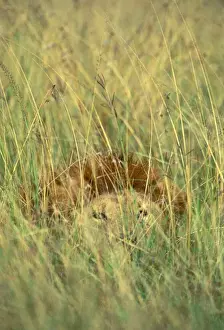 African Lion Photos Prints: FL 2965