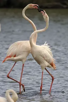 Greater Flamingo Print, Camargue France