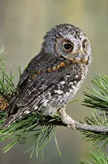 Unique Bird Species Images Prints: Flammulated Owl