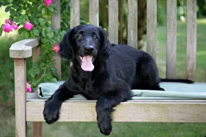 Flat-coated Retriever puppy lying on bench - 6 months Flat-coated Retriever puppy lying on bench - 6 months