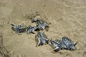 Australian Coastal Wildlife Prints: Flatback Turtles - Hatchlings emerging at night