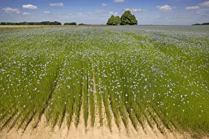 Edible Fruit Trees Prints: Flax field and Lime Tree