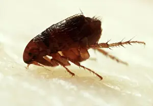 Wildlife Insect Pictures Prints: Flea Biting