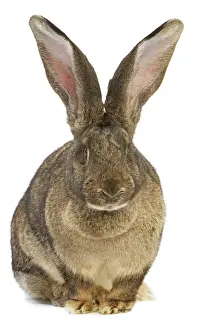 Flemish Giant Rabbit Studio Print LA-4681