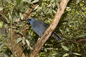 Flightless North Island Kokako Flightless North Island Kokako