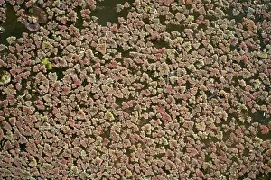 Floating Fern Print - Azolla sp, Bharatpur, India