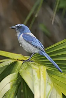 Jim Zipp Wildlife Photography Prints: Florida Scrub Jay
