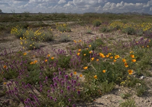 Flowers - Desert Marigolds, Owl Clover, Mexican Gold Poppies, brittle bush Flowers - Desert Marigolds, Owl Clover, Mexican Gold Poppies, brittle bush