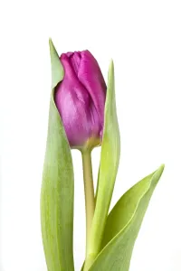Purple Tulips Prints: Tulip - Sequence 2 of 2