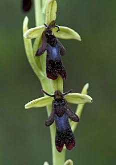 Fly orchid flowers. Insect mimic Fly orchid flowers. Insect mimic