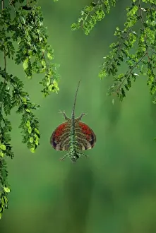 Exotic Animal Photography Prints: Flying Lizard