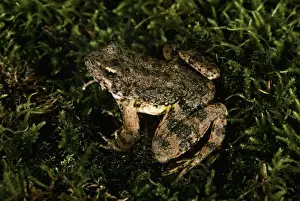 Wildlife Amphibians Prints: Foothill Yellow-legged Frog