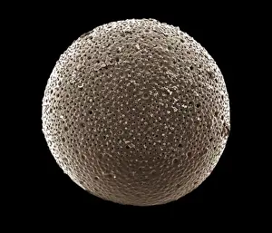 Foraminifera LRDS-306 SEM Print: Orbulina universa x400