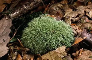 UK Woodland Scenes Prints: Fork Moss