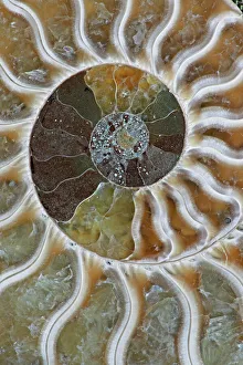 Fossil Ammonite - Cleoniceras sp. - Cretaceous - Madagascar Fossil Ammonite - Cleoniceras sp. - Cretaceous - Madagascar